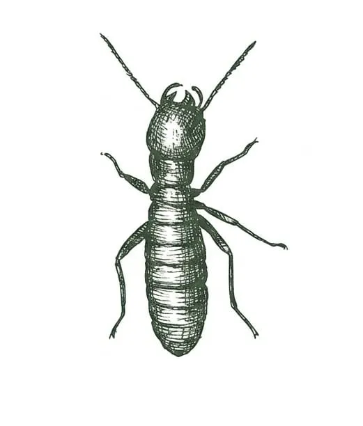 Drywood Termite